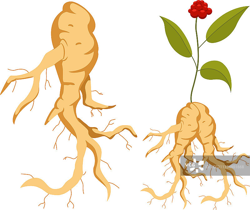 人参根叶花扁平图标集图片素材