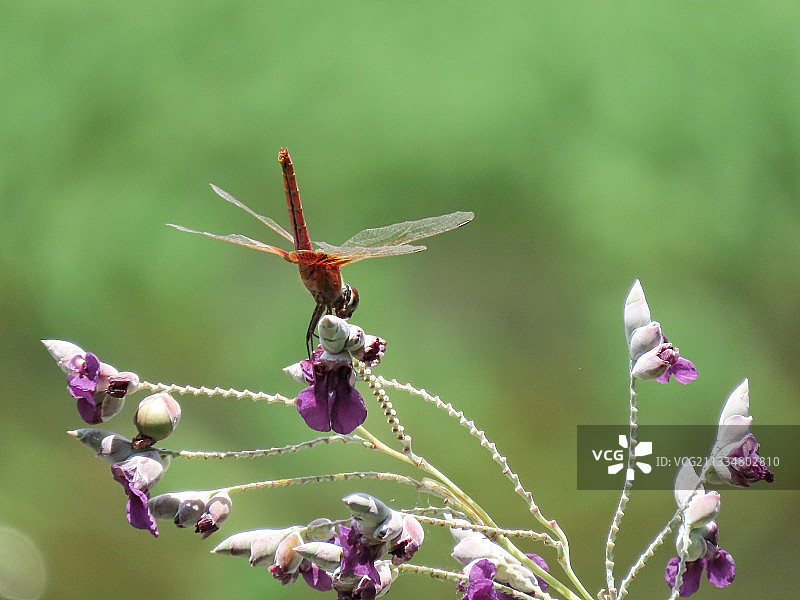 紫花红蜓图片素材