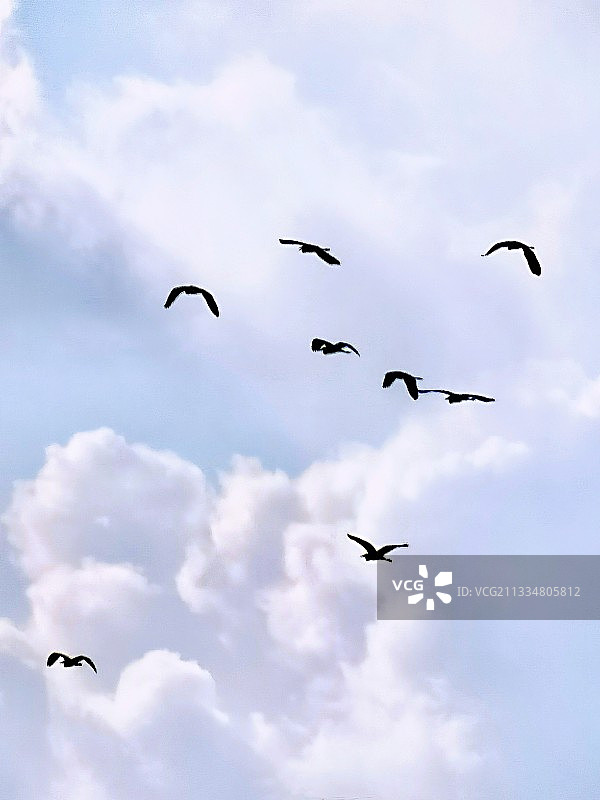 一行白鹭上青天＿成都浣花溪公园图片素材