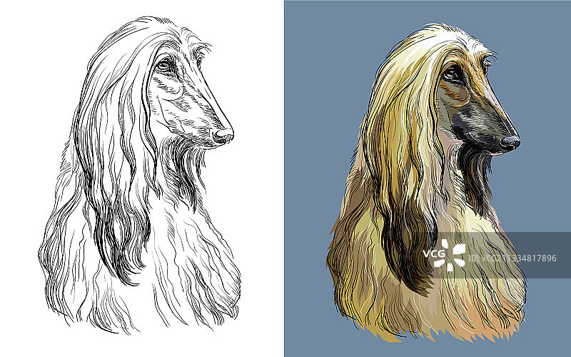 阿富汗可爱小狗的肖像图片素材