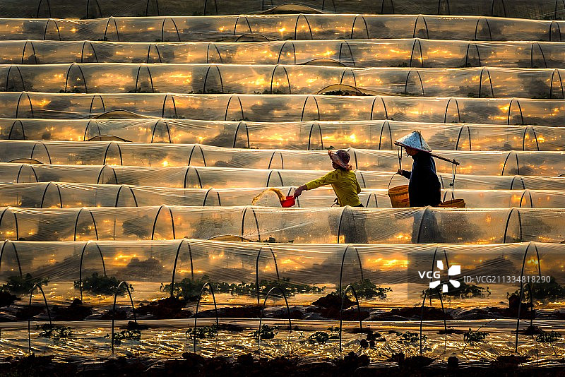 希望的田野图片素材