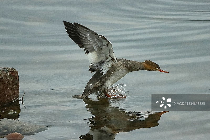 红胸秋沙鸭图片素材
