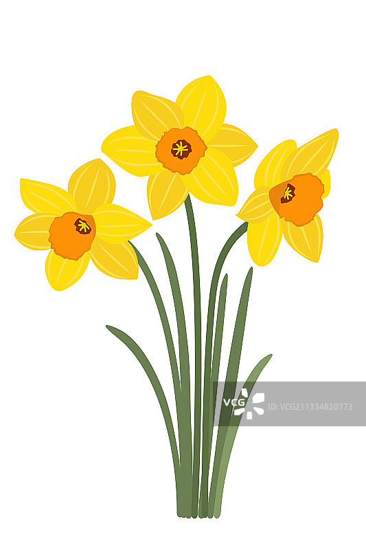 白色背景上的黄色水仙花图片素材