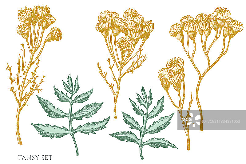 手绘淡紫色香蒲合集图片素材