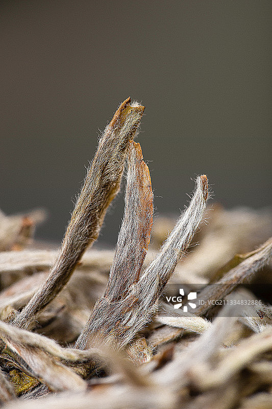 绽放的白牡丹茶叶图片素材