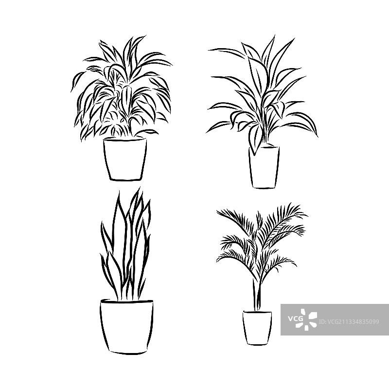 手绘盆栽室内植物素描图片素材