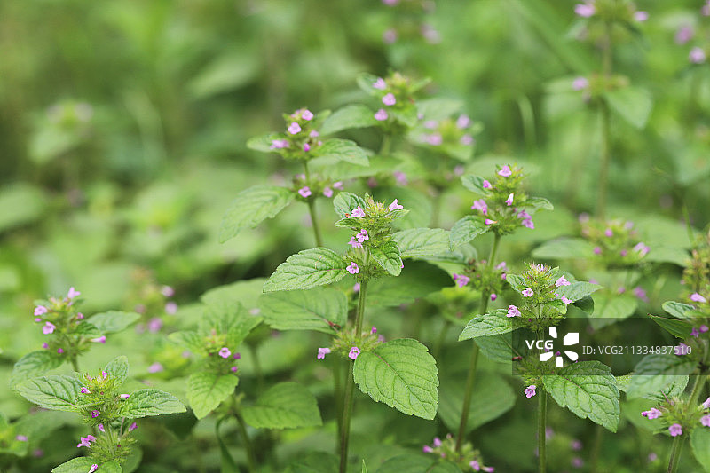 风轮菜图片素材