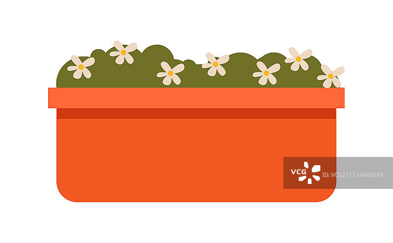 室内盆栽洋甘菊图片素材