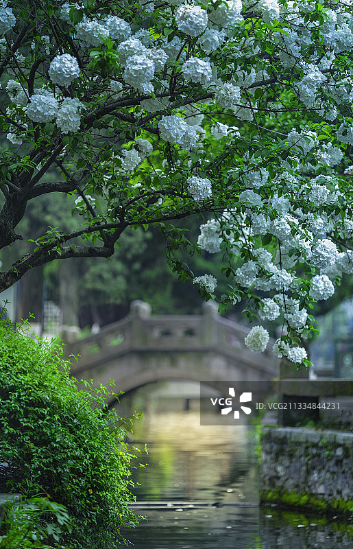 水边的绣球花图片素材