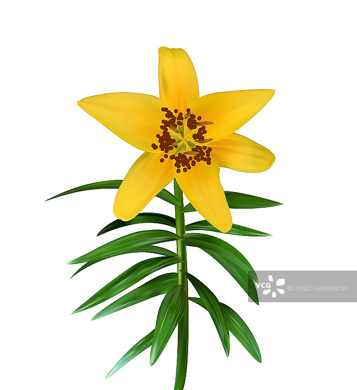 绿叶上色彩鲜艳的自然主义风格百合花图片素材