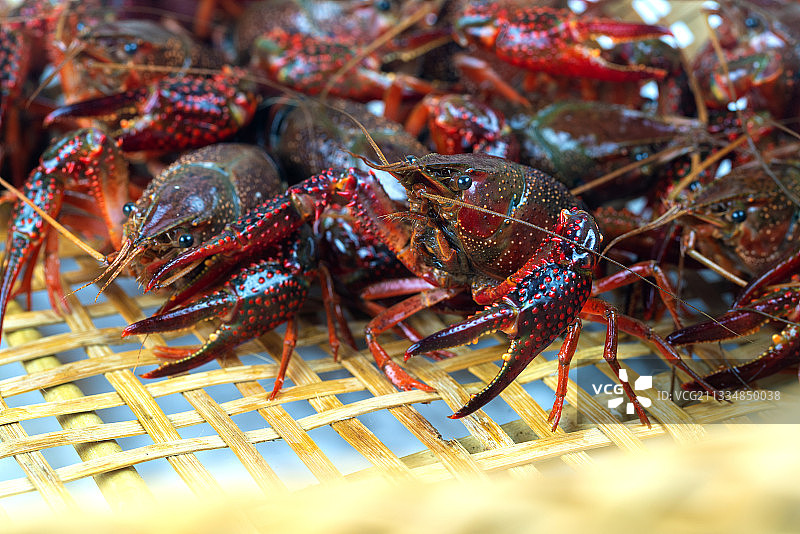 鲜活小龙虾图片素材