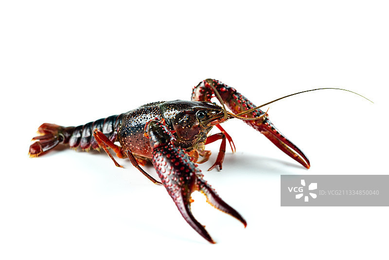 一只小龙虾图片素材