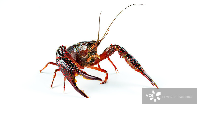 一只小龙虾图片素材