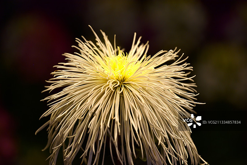 新发型图片素材