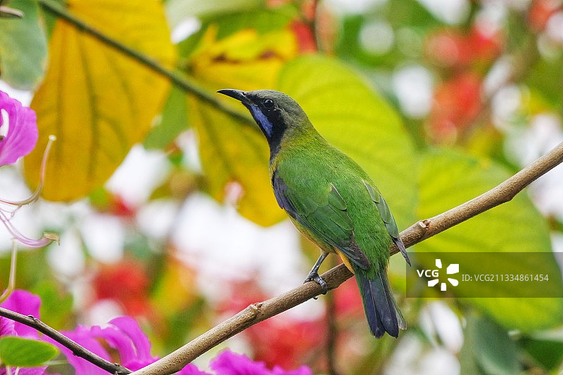 橙腹叶鹎图片素材