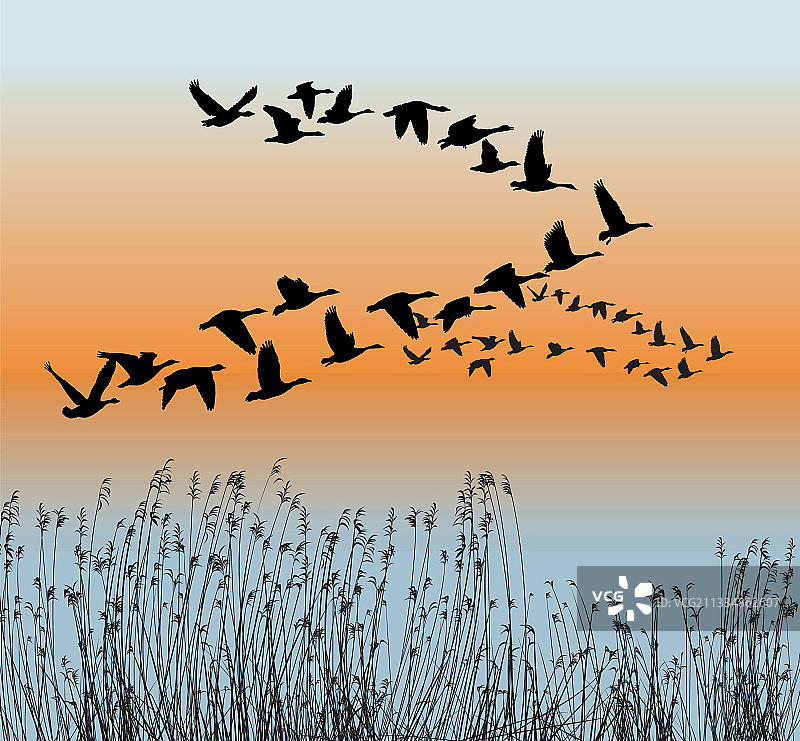 春季鹅群迁徙图片素材