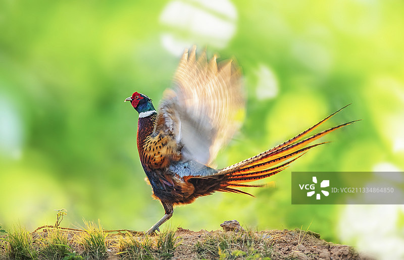 鸾歌凤舞图片素材