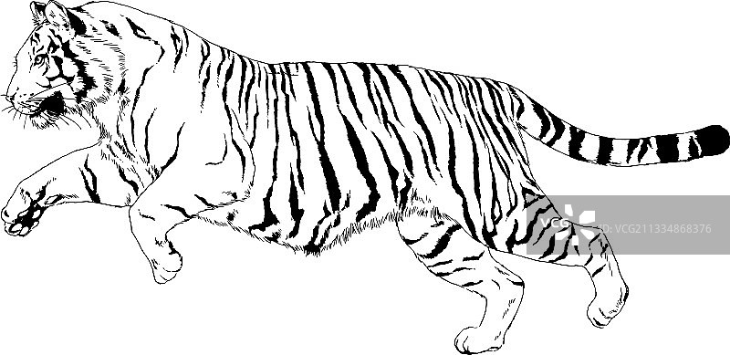 手绘墨水风老虎图片素材