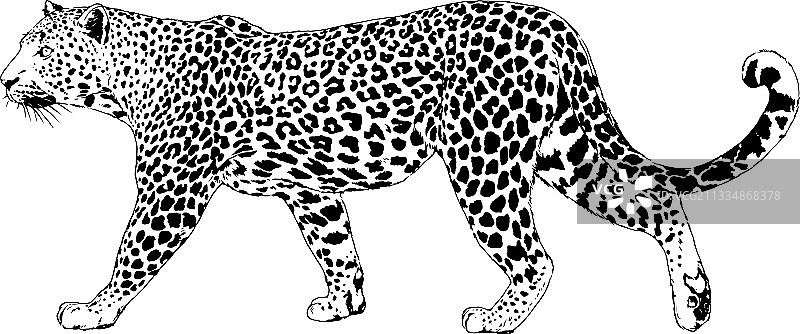 豹子手绘咆哮面部图片素材