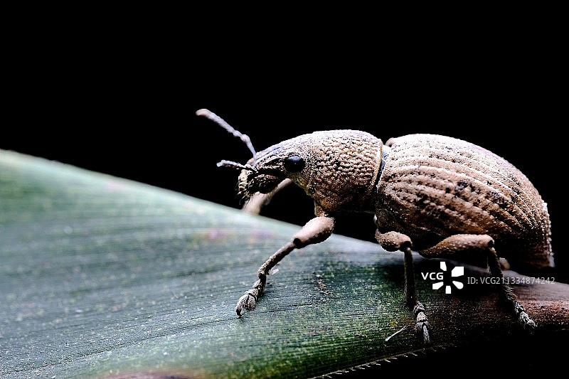 象鼻虫图片素材