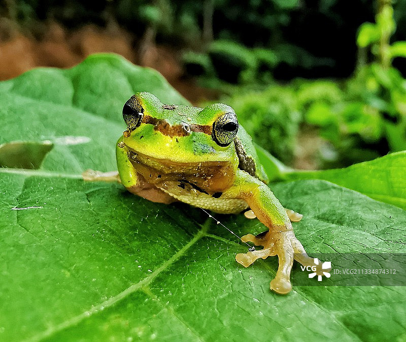 小青蛙图片素材