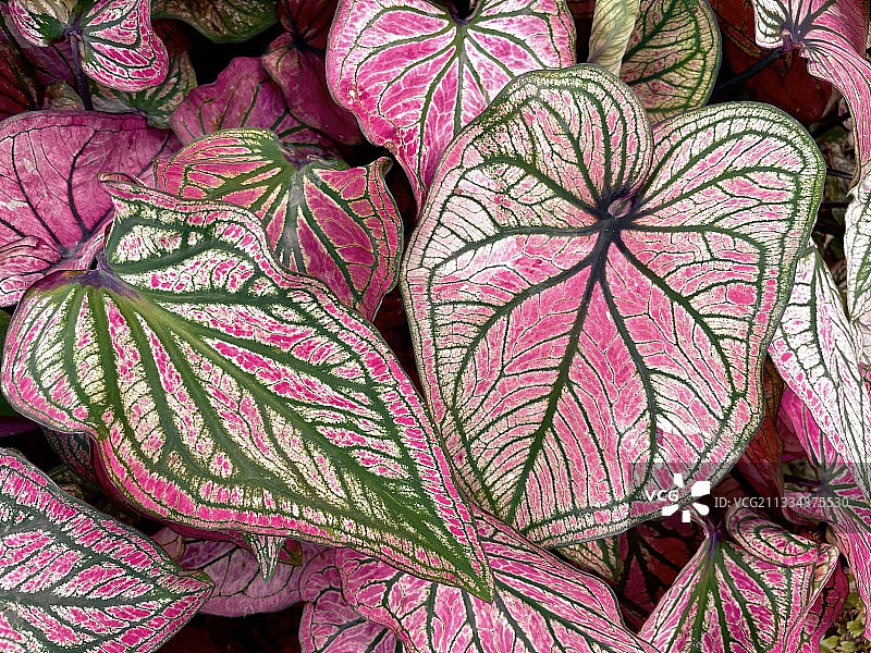 五彩芋图片素材