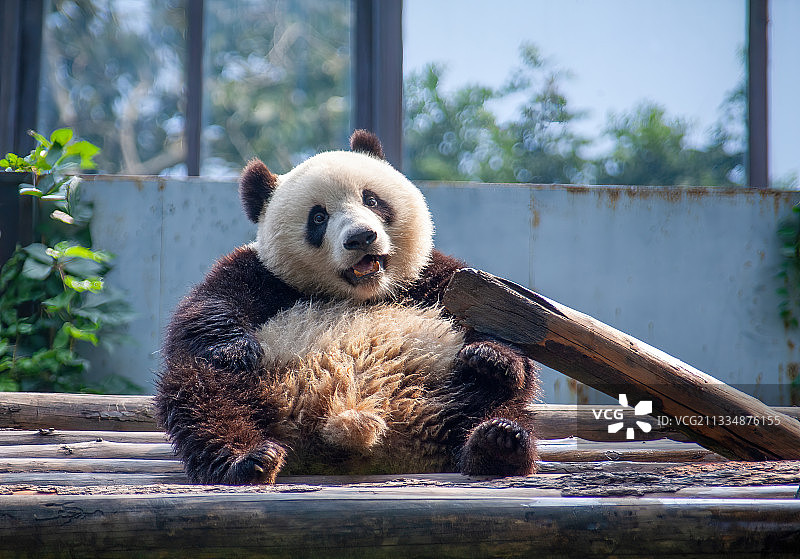 北京动物园大熊猫图片素材