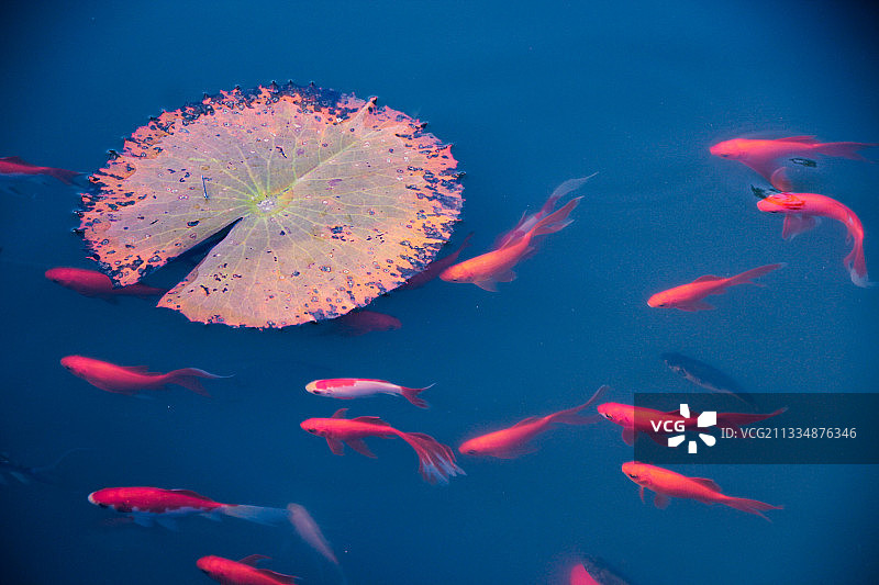 快乐鱼儿逍遥游图片素材