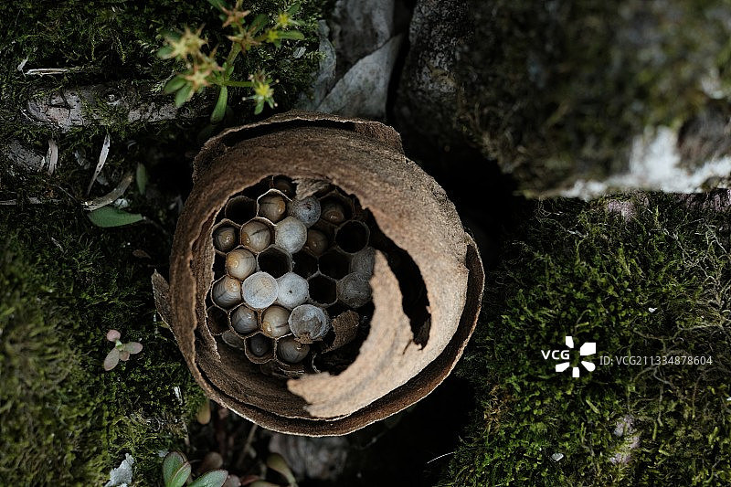 今日哇塞｜发现一枚小蜂窝图片素材