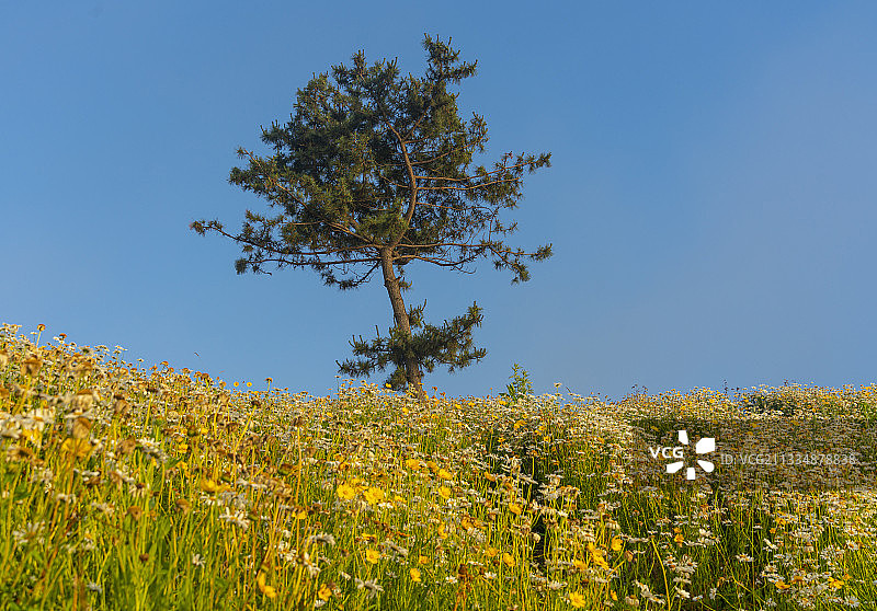 威海伴月湾花海中的一棵树图片素材