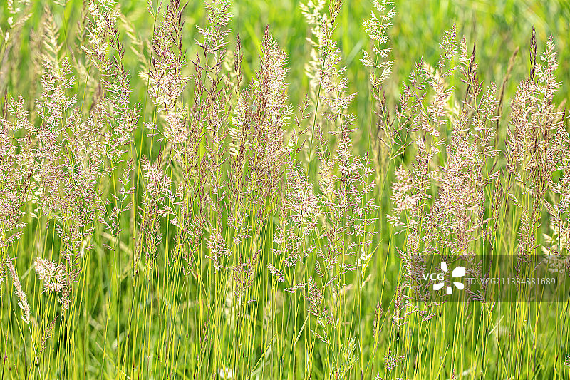 夏花灿烂图片素材