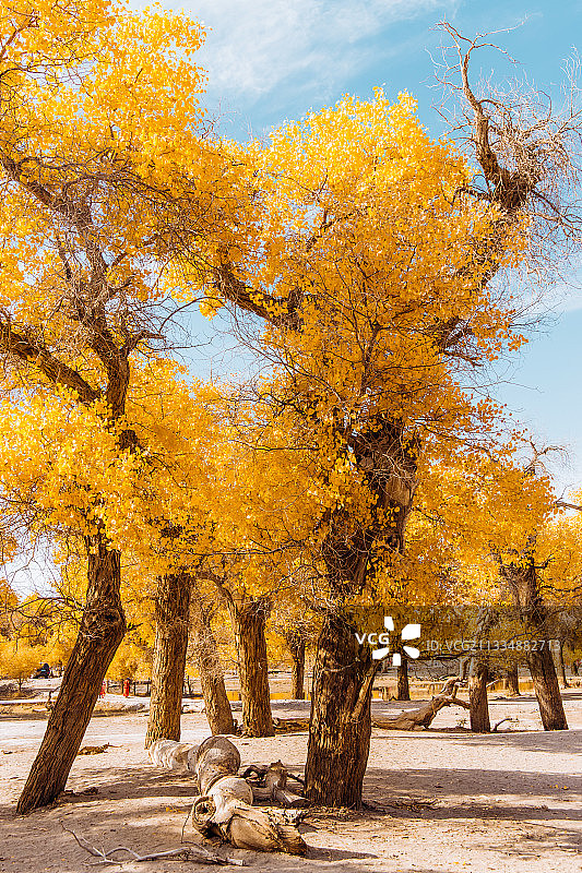 胡杨林 额济纳图片素材