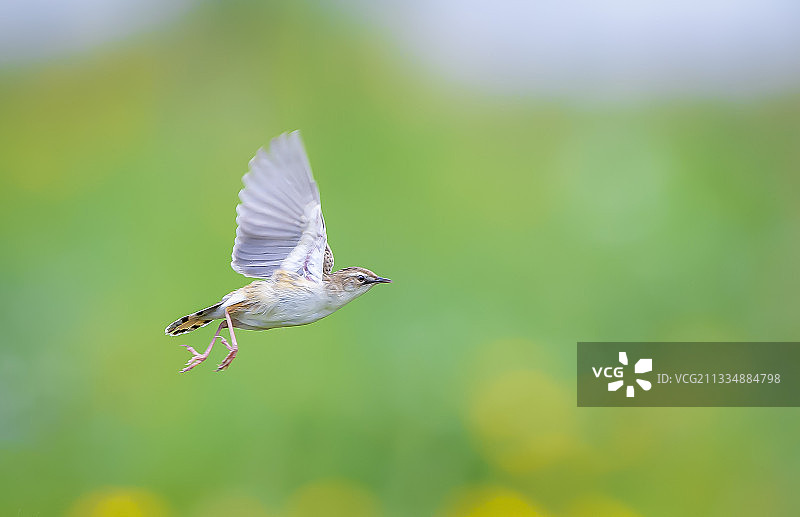 棕扇尾莺图片素材