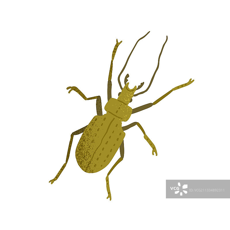 俯视带角长腿步行甲虫图片素材