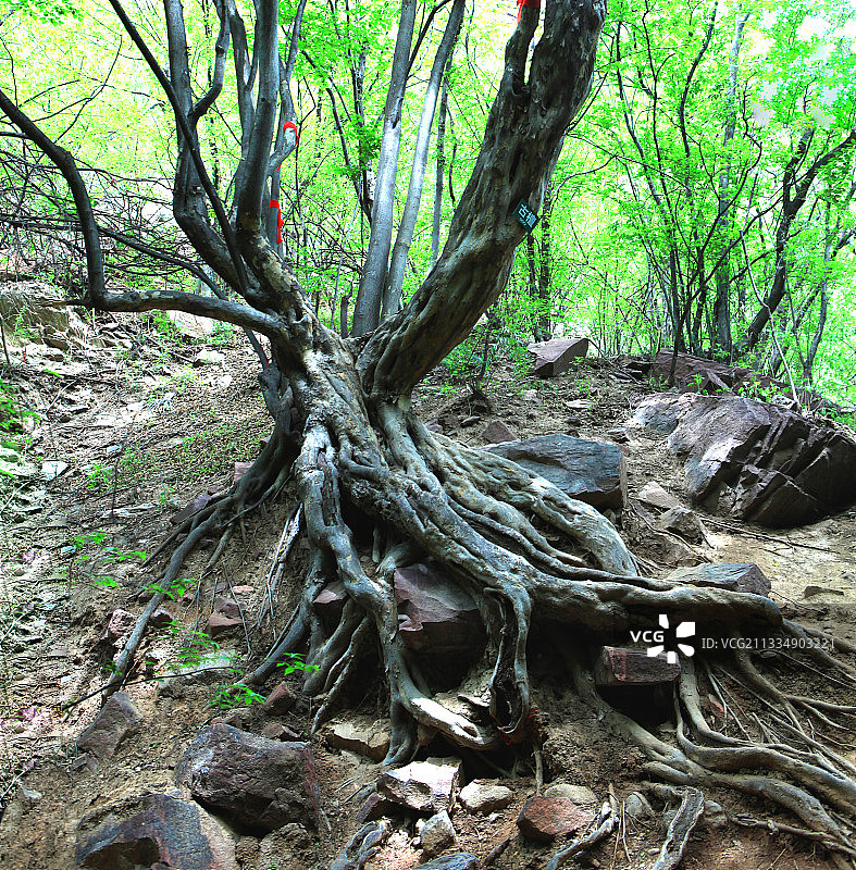 中国河北井陉苍岩山风光图片素材