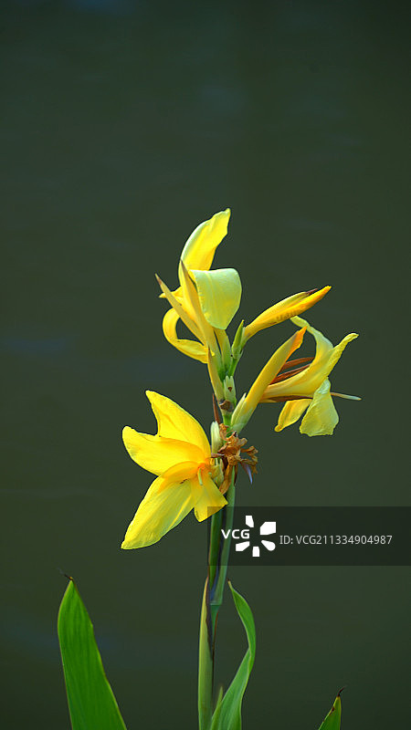 美人蕉（6）图片素材