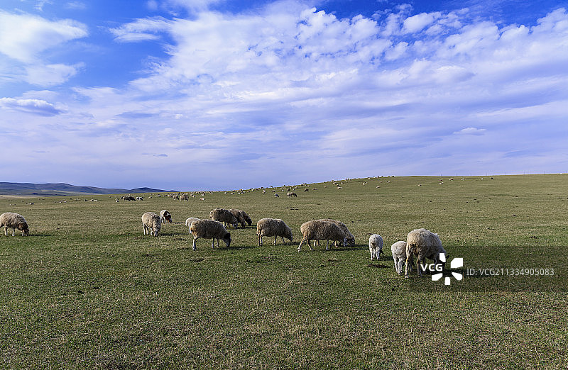 羊群，草原，希拉穆仁大草原，图片素材