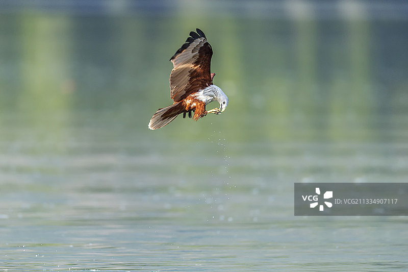 栖息于江河、湖泊或海岸边，善于空中翱翔及捕猎鱼获的栗鸢图片素材