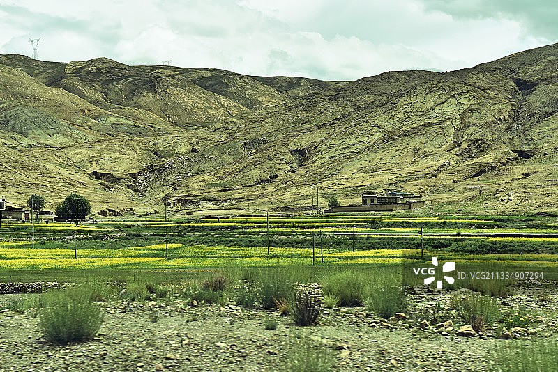 日喀则的路边，油菜花开，藏家点缀其中。图片素材