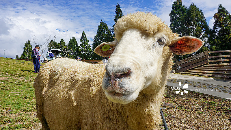 农场里的绵羊图片素材