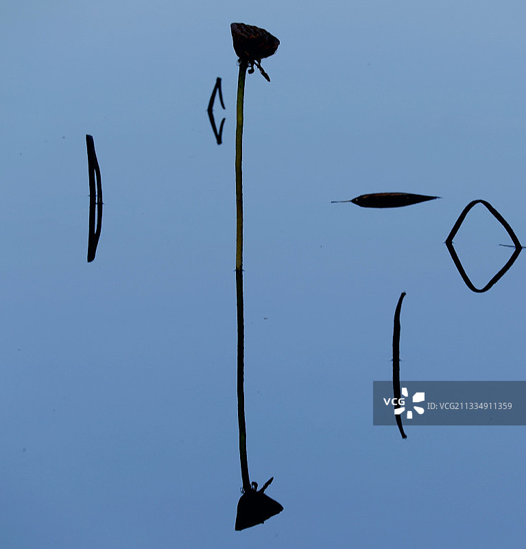 残荷冬影图片素材