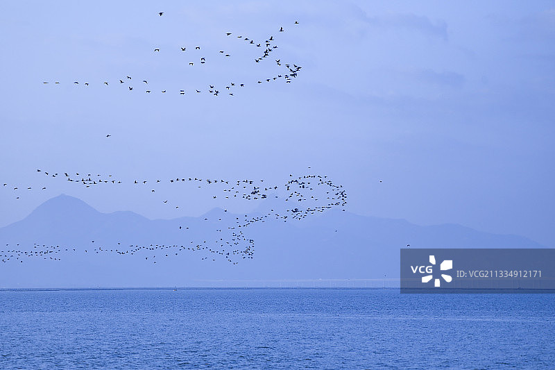 飞翔的深圳湾的鸬鹚群图片素材