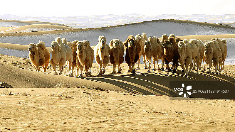 漠雪白驼图片素材