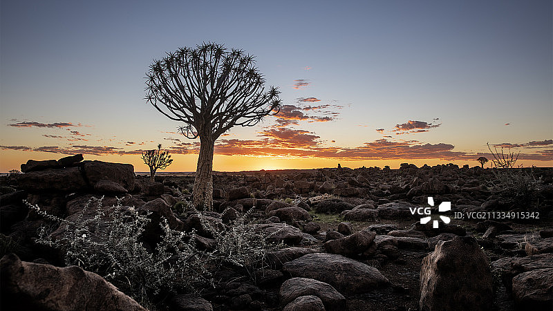 箭袋树图片素材