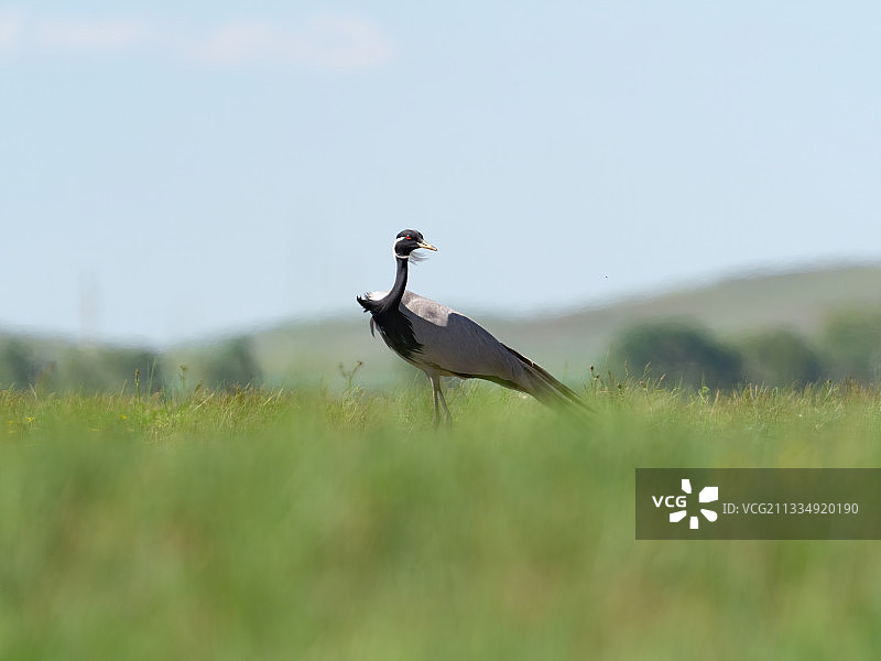 蓑羽鹤图片素材