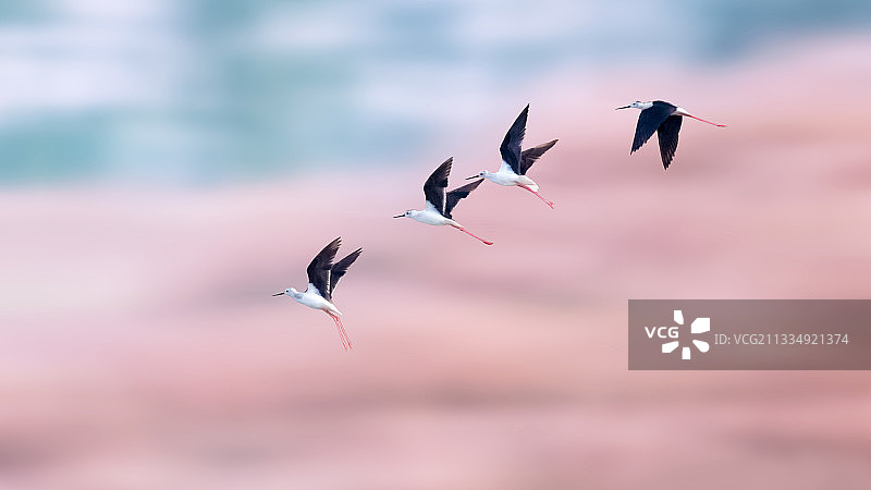 鹬鸟--快乐天地--祝您端午节安康幸福！图片素材