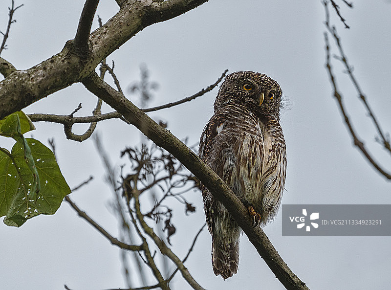花头鸺鹠图片素材
