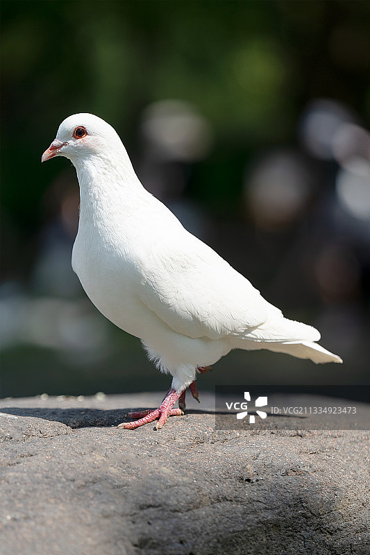 白鸽图片素材