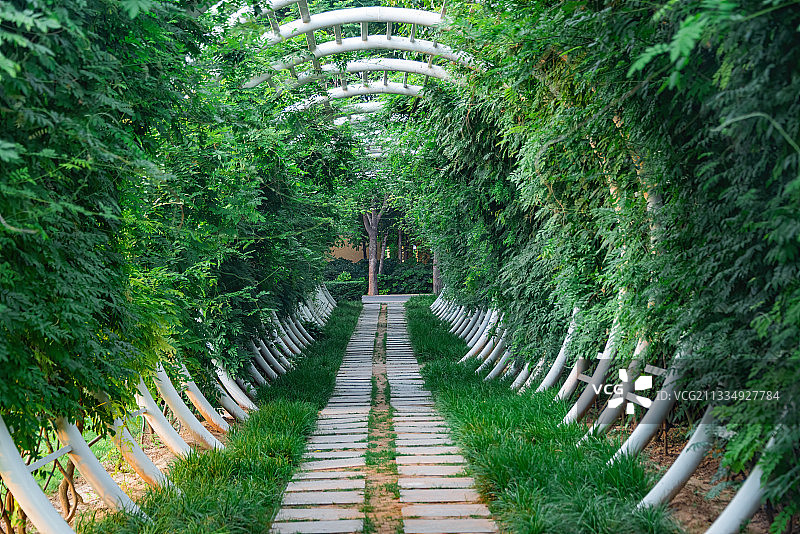 城市公园圆弧铁艺走廊绿色藤蔓覆盖景观图片素材