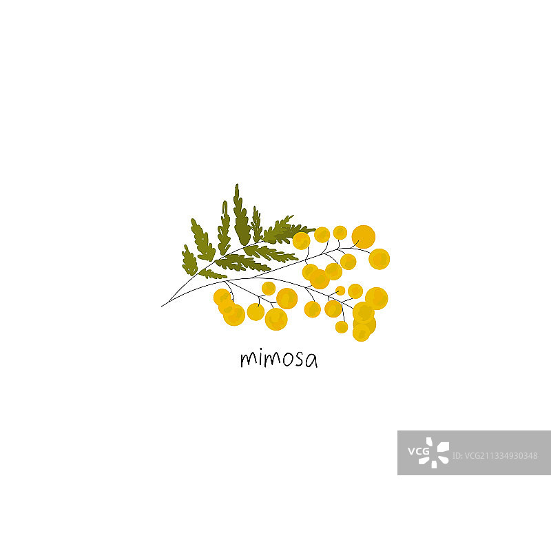 精致的含羞草树枝花图片素材